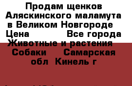 Продам щенков Аляскинского маламута в Великом Новгороде › Цена ­ 5 000 - Все города Животные и растения » Собаки   . Самарская обл.,Кинель г.